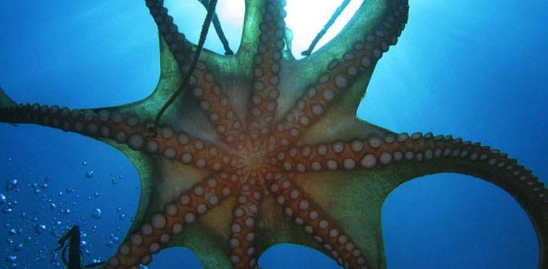 Blue Planet Aquarium Image