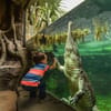 Child watching crocodile at Chester Zoo