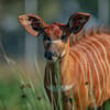 Bongo antelope at Chester Zoo