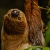 Sloth at Chester Zoo
