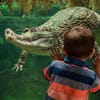 Crocodile habitat at Chester Zoo