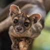Fossa at Chester Zoo