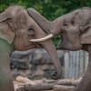 Elephants at Chester Zoo