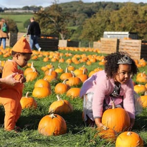 Pumpkin picking at Cannon Hall Farm