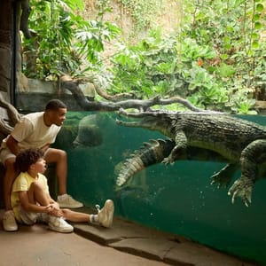 Family watching crocodiles at Chester Zoo