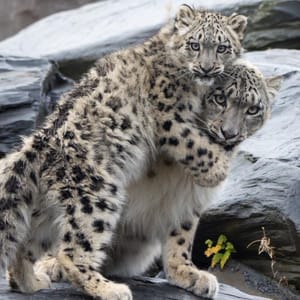 Snow leopards at Chester Zoo