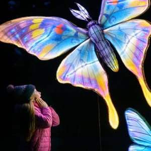 Butterfly lantern at Edinburgh Zoo Giant Lanterns