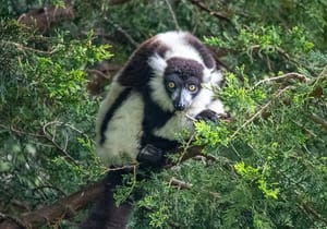Lemur in the trees at Africa Alive