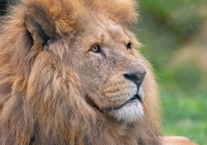 Lion at Africa Alive wildlife park