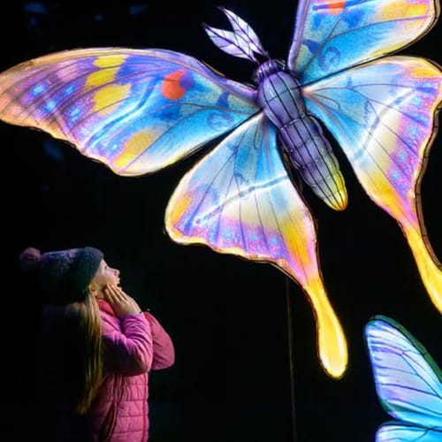 Butterfly lantern at Edinburgh Zoo Giant Lanterns