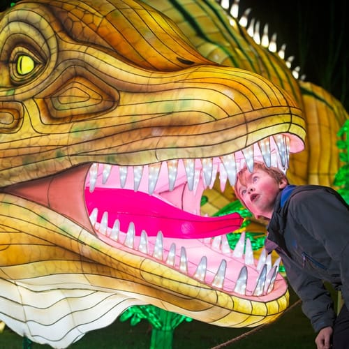 Dinosaur lantern at Edinburgh Zoo Giant Lanterns