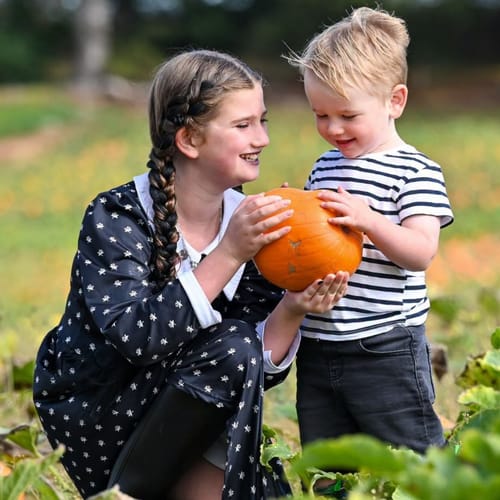 Pumpkin picking at Stockeld Park