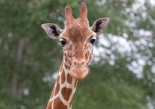 Giraffe at Africa Alive family zoo