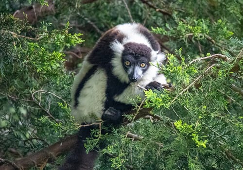 Lemur in the trees at Africa Alive
