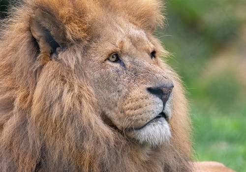 Lion at Africa Alive wildlife park