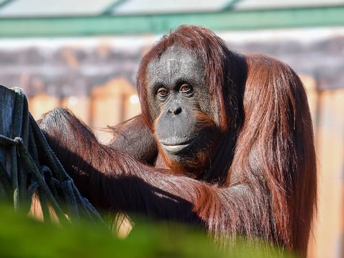 Colchester Zoological Society