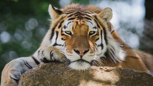 Dartmoor Zoo