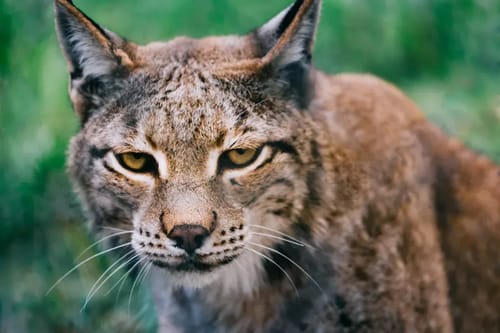 Exmoor Zoo