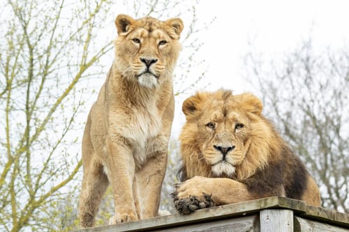 Hertfordshire Zoo