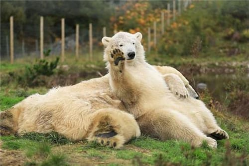 Highland Wildlife Park