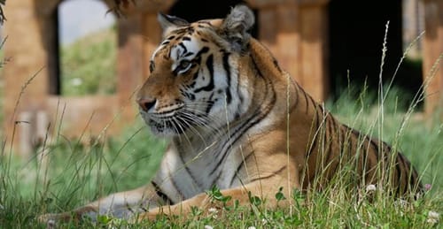 Lincolnshire Wildlife Park