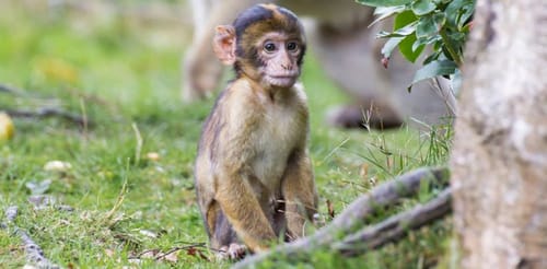Trentham Monkey Forest