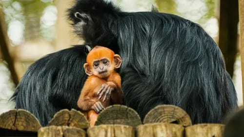 Twycross Zoo