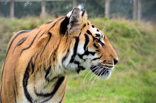 Wingham Wildlife Park