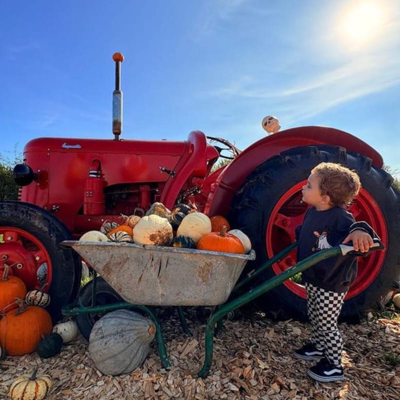 Pumpkin patch tractor display at Cannon Hall Farm