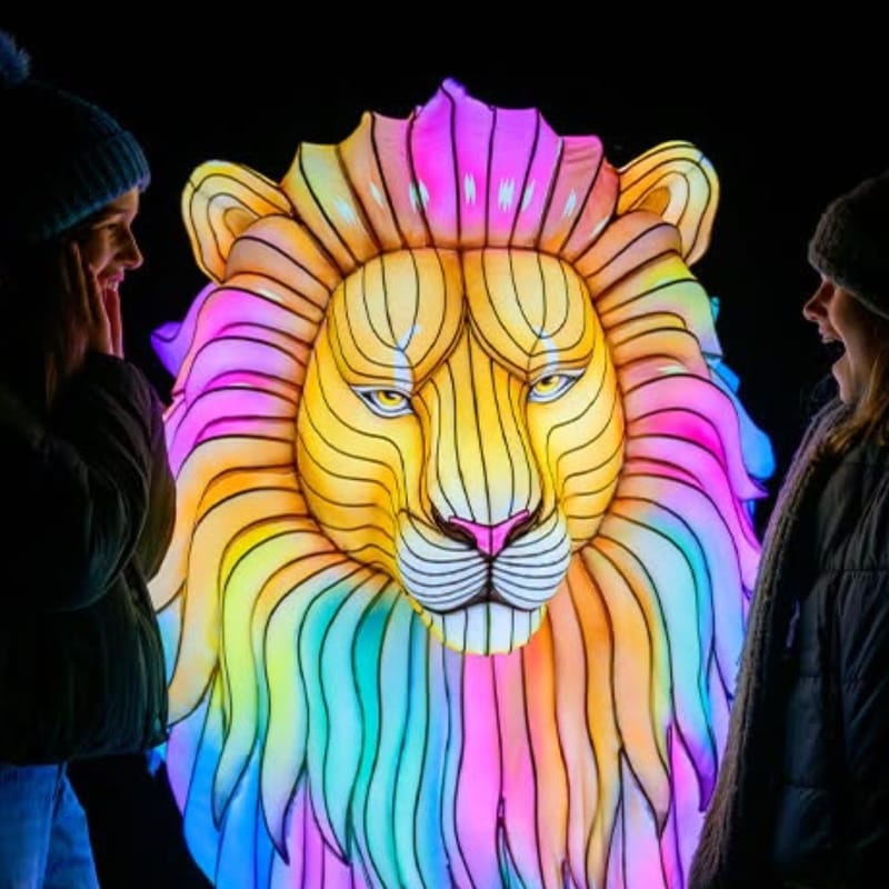 Lion lantern at Edinburgh Zoo Giant Lanterns