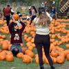 Pumpkin picking at Hobbledown Heath