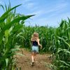 Child in the maize maze at Kenyon Hall Farm