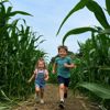 Children running through Kenyon Hall Farm Maize Maze