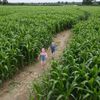 Family walking through Kenyon Hall Farm Maize Maze