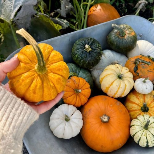 Pumpkins at Kenyon Hall Farm