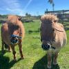 Friendly ponies at Lower Drayton Farm