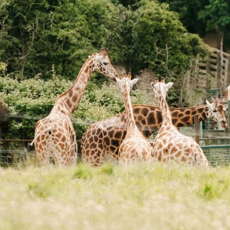 Giraffes at Port Lympne Reserve