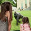 Gorilla at Port Lympne Reserve