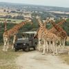 Giraffe safari at Port Lympne Reserve