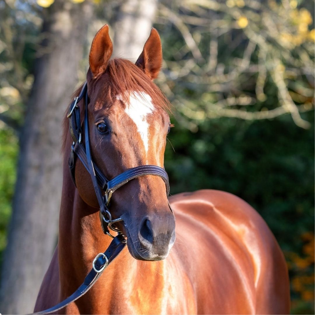 Retired racehorse Side Glance at Ascot
