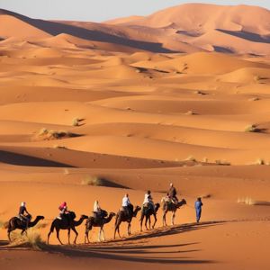 Desert camel adventure