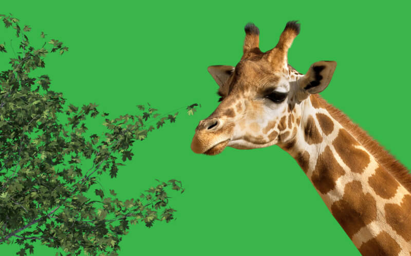 Zoos and Safari Parks Image