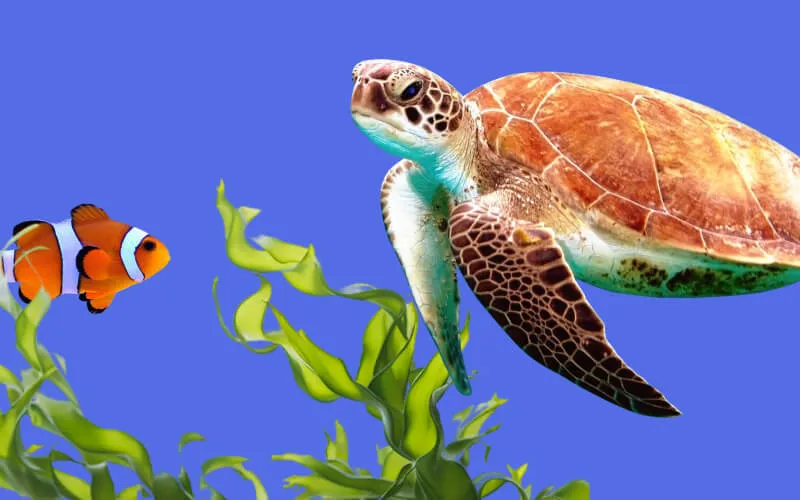 Aquariums Image